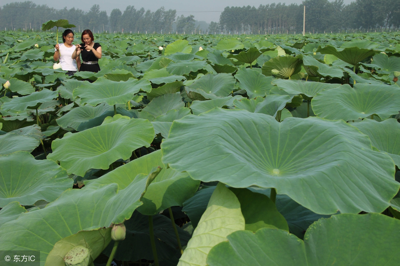 农业种植致富技巧,农民致富有妙招