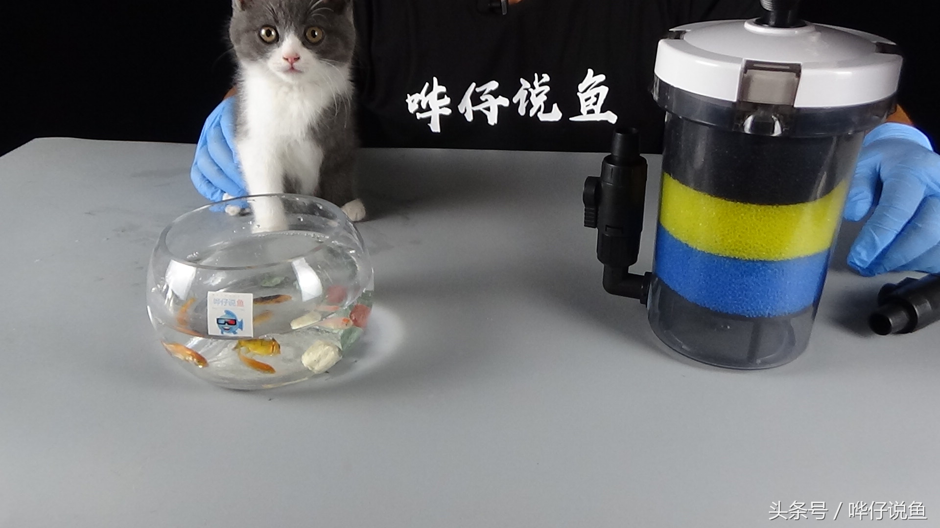 鱼缸自带过滤盒怎么养好鱼,观赏鱼鱼缸过滤最好的办法