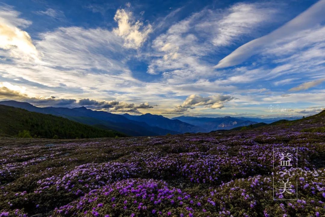 「昨日推文」哭泣的雪兔子，已经被人类挖到濒临灭绝！请高抬贵手放过它们吧！