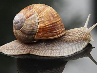 路边捡的蜗牛是什么蜗牛,下雨时候捡到了一只蜗牛