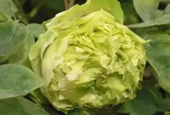 8.8发财日的祝福,8月18日发财日早安祝福图片