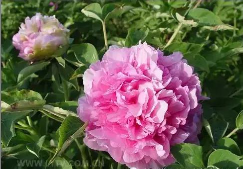 8.8发财日的祝福,8月18日发财日早安祝福图片