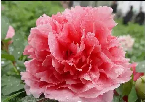 8.8发财日的祝福,8月18日发财日早安祝福图片