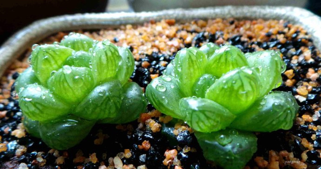 多肉养护知识冬天,多肉知识大全讲解