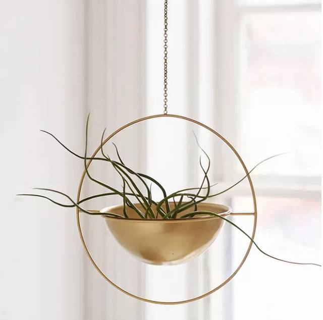 涨知识养花,涨知识养花不想长虫