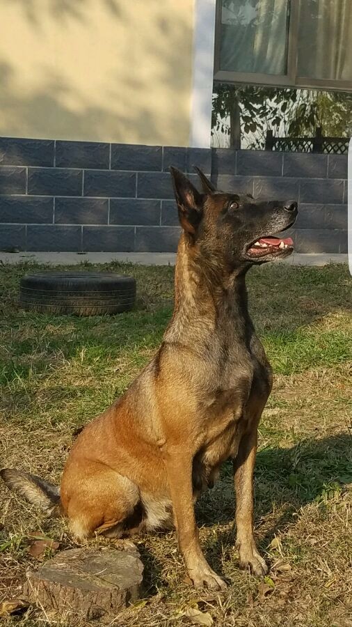 马犬多久长大性格稳定,马犬的警觉性