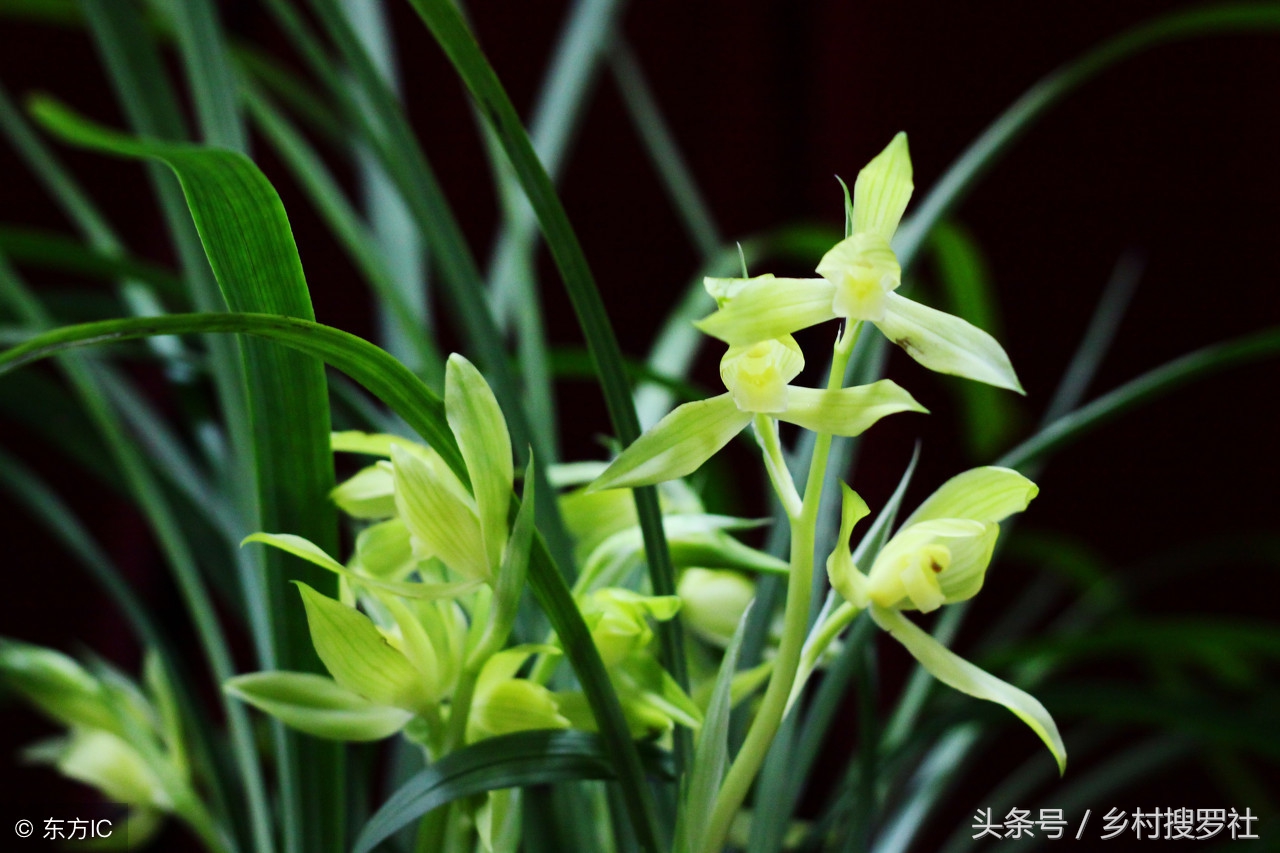 新手养什么品种的兰花好养活,哪种兰花最好养适合新手