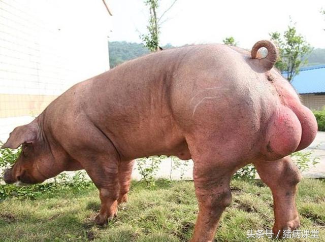 养猪人一定困扰母猪八大问题,养猪技术母猪产后无奶怎么办