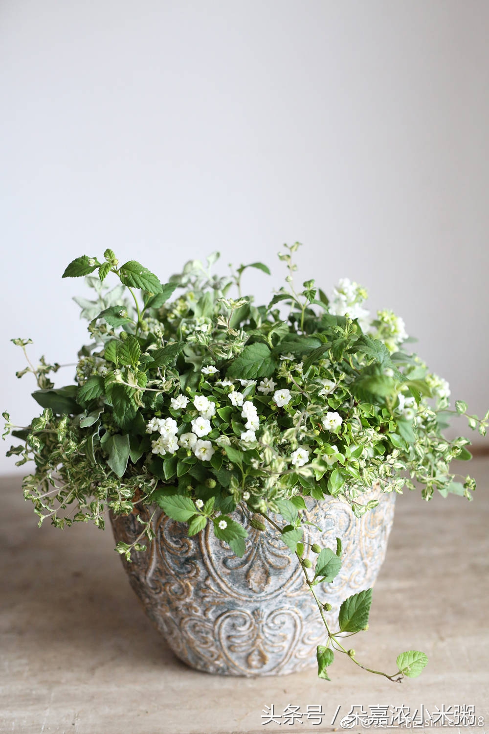 朵嘉浓为什么越用越痒,朵嘉浓为什么变严重了