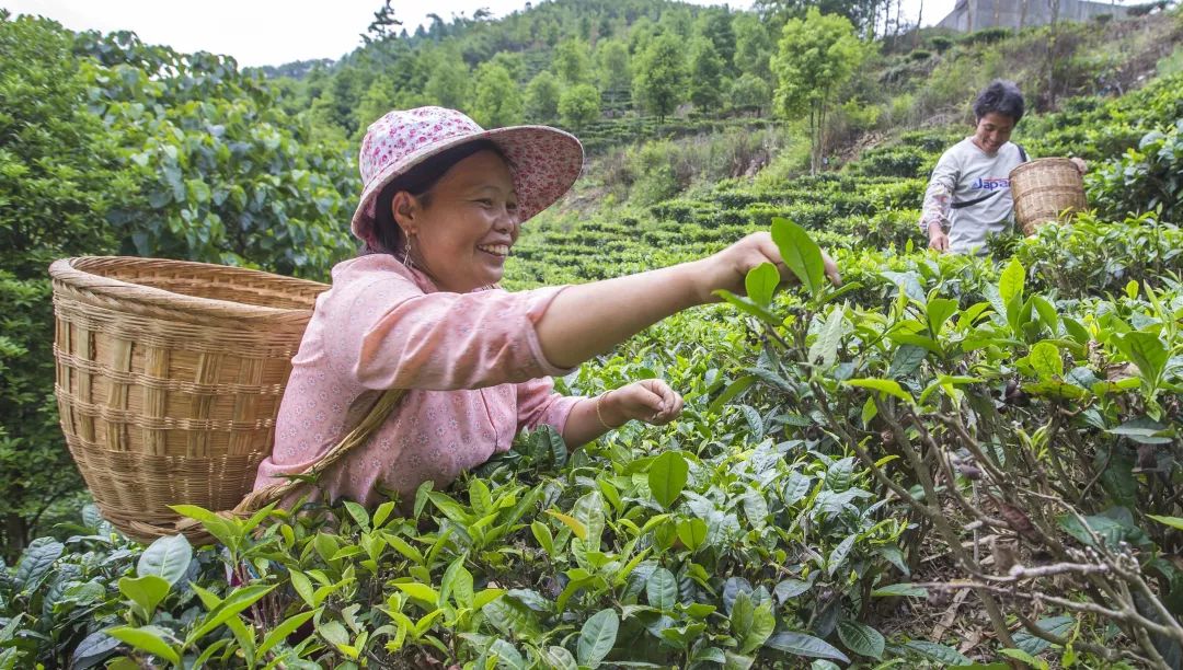 「创富人物」凌云茶乡“领头阳”的人善茶方纯