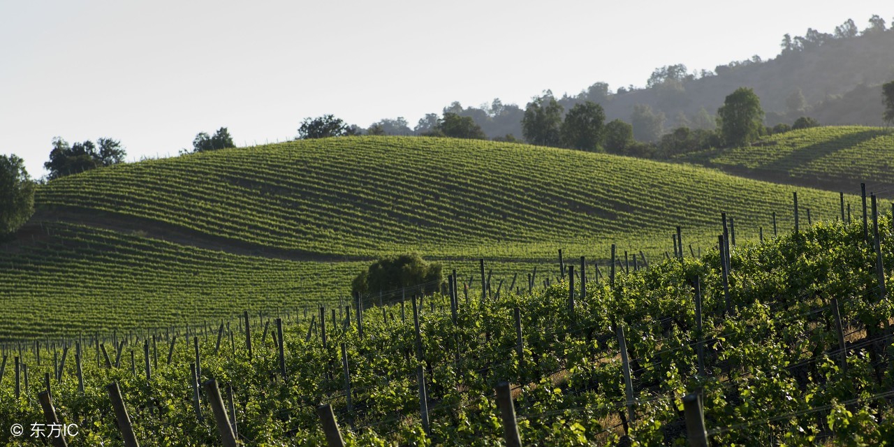 为什么智利的红酒这么火,智利的红酒为什么这么便宜