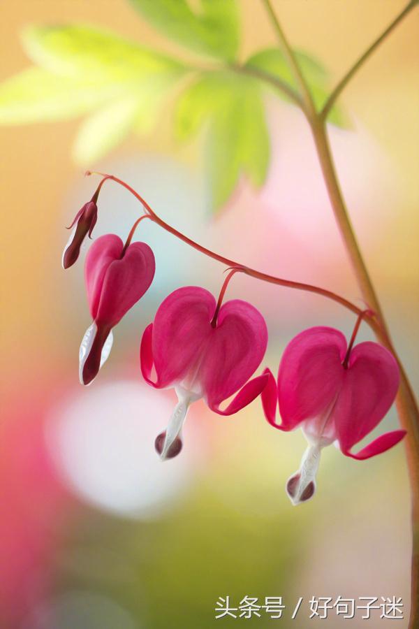 心灵鸡汤个性签名唯美,心灵鸡汤语录音频句句戳心