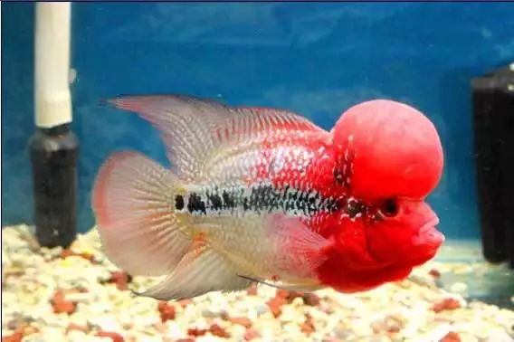 冲动购物一时爽,冲动购物的感悟