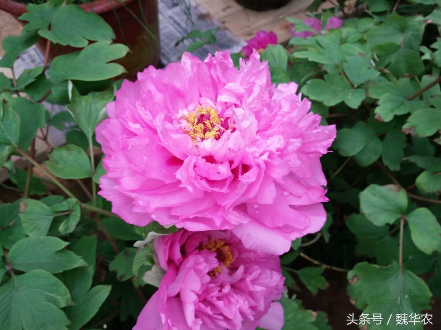 牡丹的部分枝条枯萎其余的没问题,牡丹黄叶枯萎求解决办法