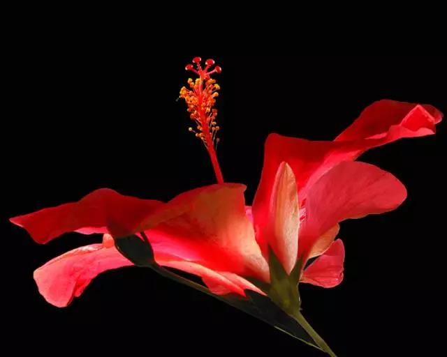 全国31省会城市的市花,全国56个市市花