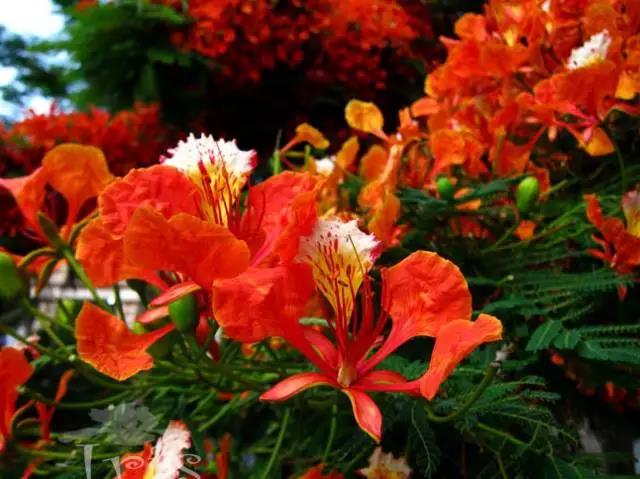 全国31省会城市的市花,全国56个市市花