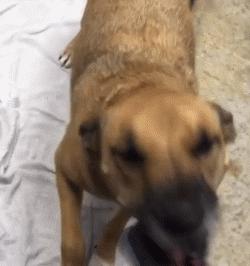 怎么给狗狗洗澡的方式是正确的,给狗狗洗澡的正确操作