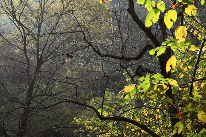 乡村脱贫大学生创业比赛,大学生创新创业大赛助力脱贫
