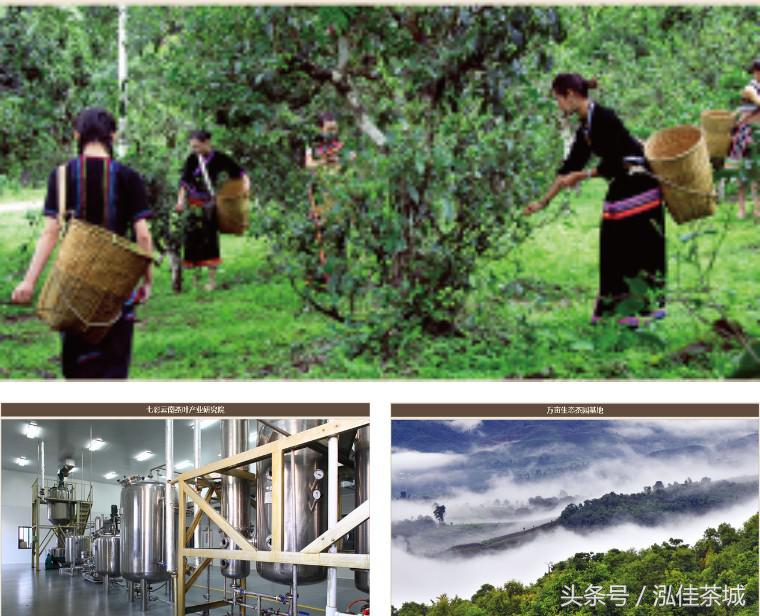 七彩云南印象生茶,七彩云南十大名茶