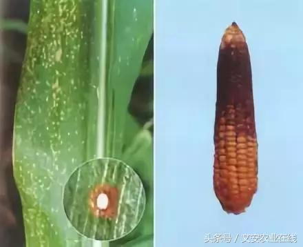 玉米什么时间防治害虫,玉米六月份防治什么病虫害