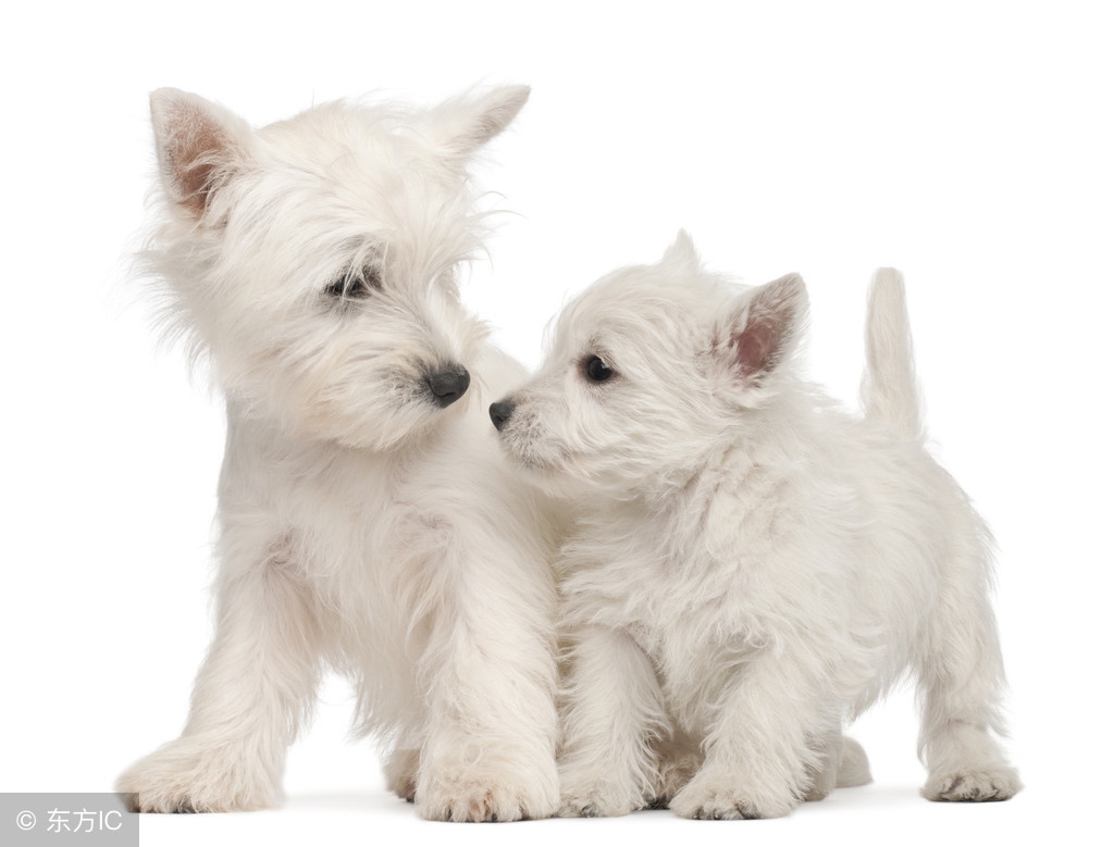 养一只狗需要准备什么东西,养一只狗前期需要多少钱