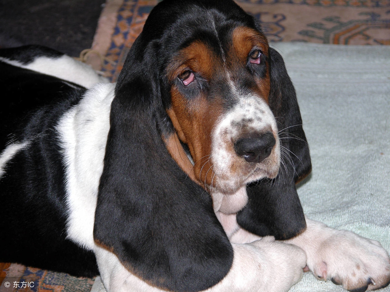 养一只狗需要准备什么东西,养一只狗前期需要多少钱