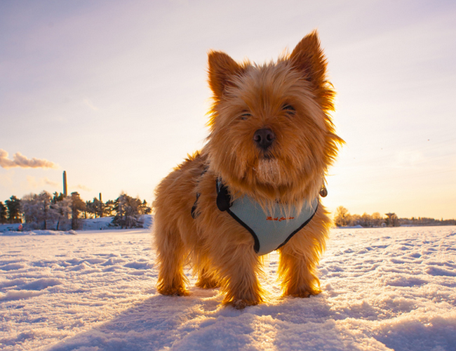 养一只狗需要准备什么东西,养一只狗前期需要多少钱