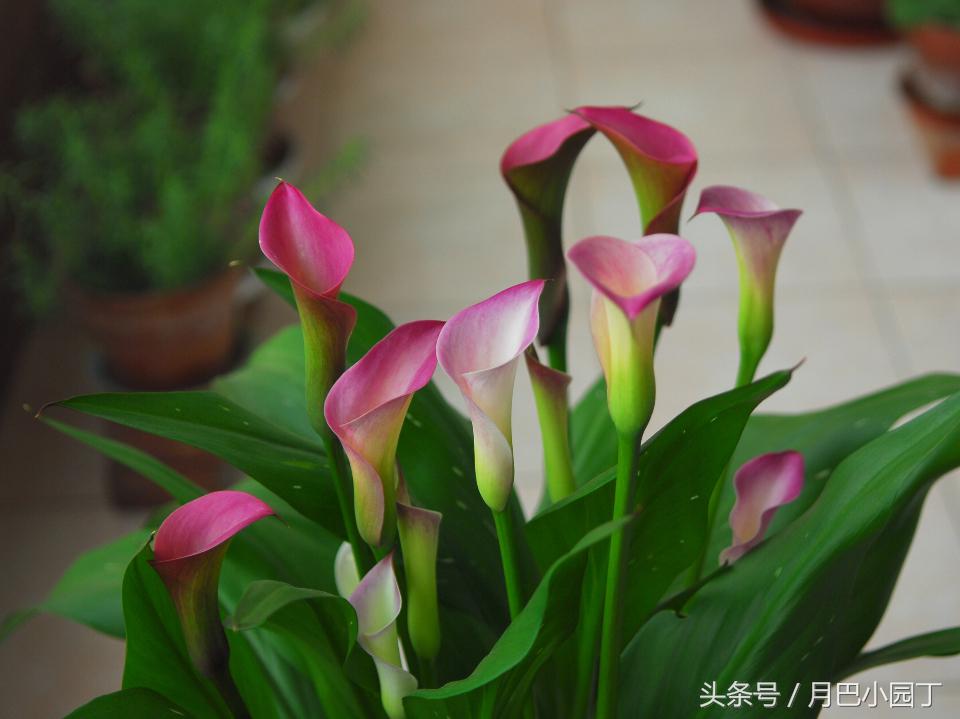 马蹄莲夏季怎么养才能开花快,马蹄莲怎么养护让它第二年开花