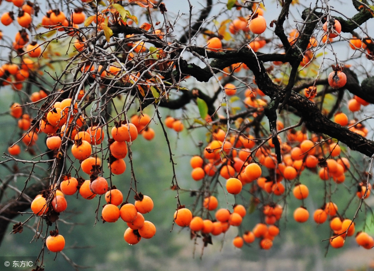 酒后能不能吃甜食,酒后误吃柿子怎么处理