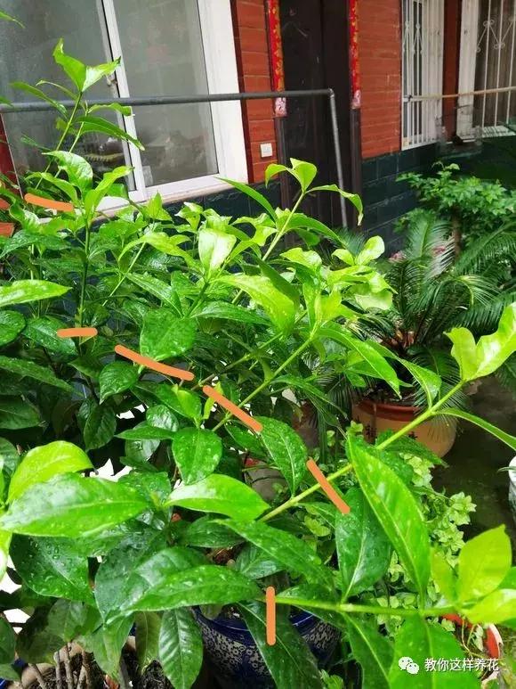 绿萝过冬后叶子全掉了,绿萝过完冬叶子黄了还能活吗