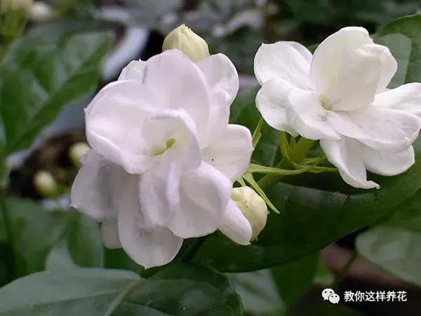 绿萝过冬后叶子全掉了,绿萝过完冬叶子黄了还能活吗