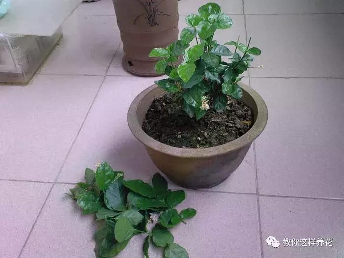 绿萝过冬后叶子全掉了,绿萝过完冬叶子黄了还能活吗