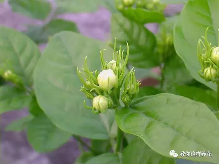 铜钱草修剪完干了如何补救,铜钱草与绿萝哪个好养