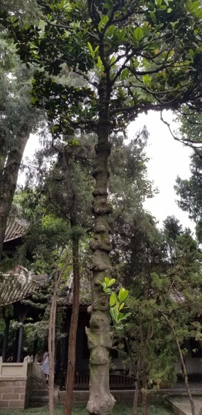 带着爸妈自由行攻略,带父母和孩子成都怎么玩