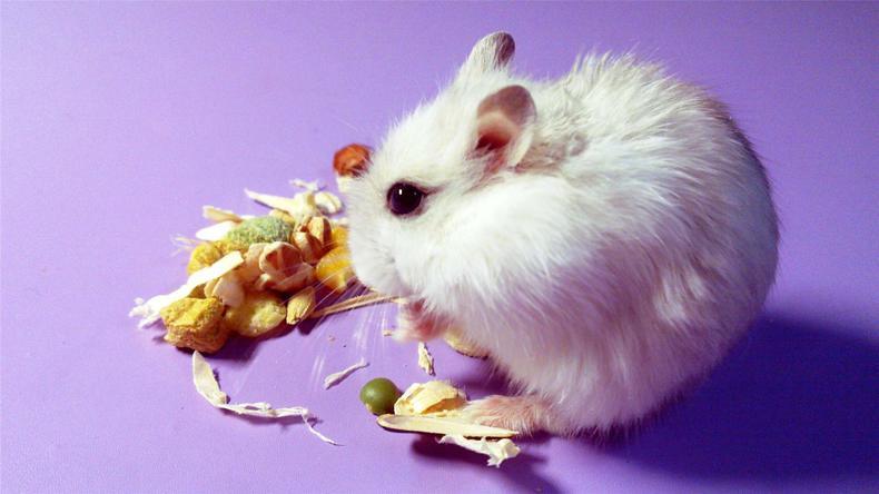 仓鼠脱毛是皮肤病吗,仓鼠换毛为什么变黑了