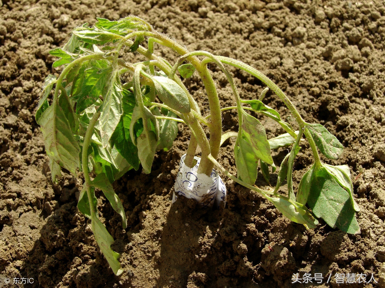 西红柿枯萎怎么救活,西红柿苗根腐烂怎么补救