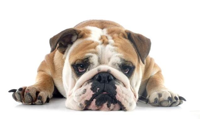 盘点那些狗狗的奇怪叫声,狗狗的名字太奇葩了