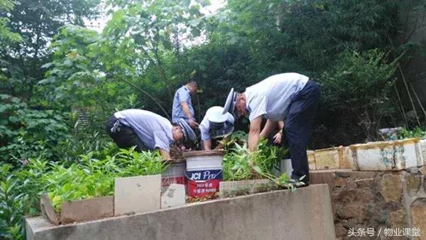 小区里绿地种菜怎么管理,怎么制止小区里种菜的