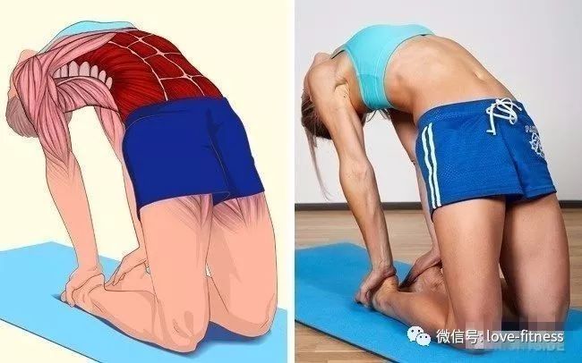 健身拉伸小技巧视频,健身拉伸的15个拉伸动作