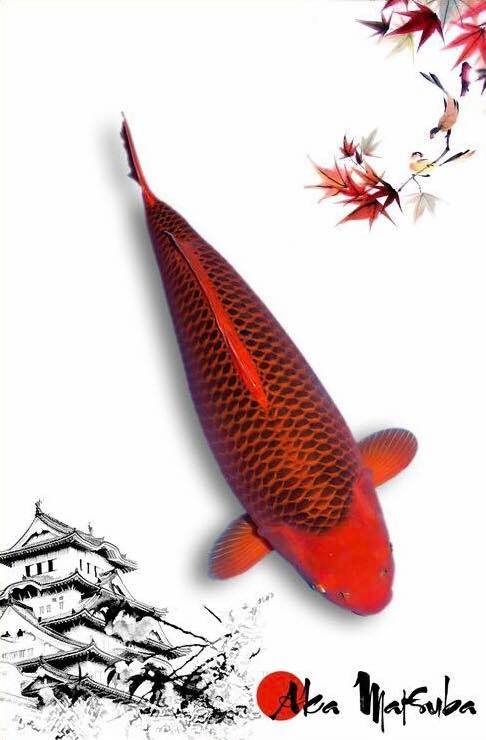 锦鲤风水鱼养几条,风水锦鲤饲养方法及注意事项