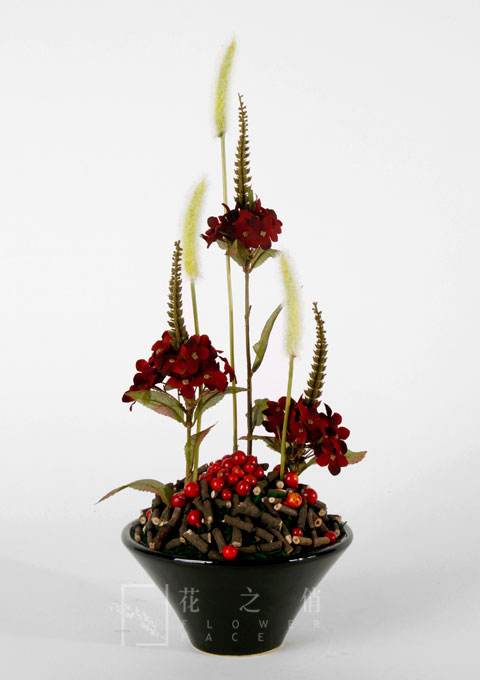 你还记得童年的狗尾草吗,狗尾草小时候