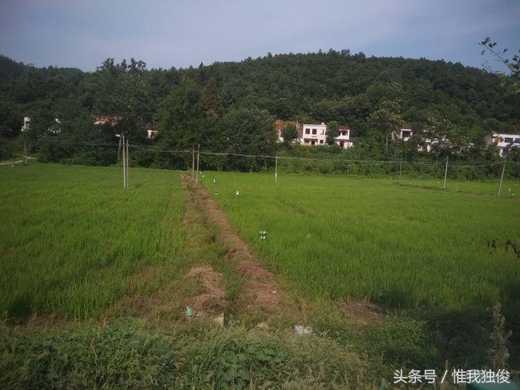 张光春最新视频,张光春钟祥