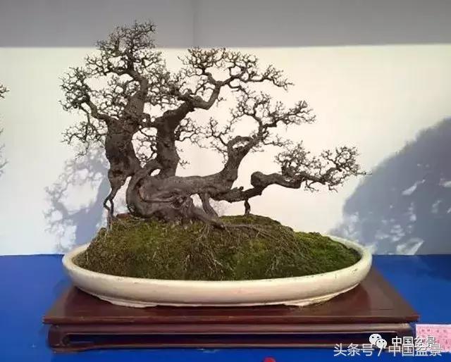 值得收藏的盆景养护常用技法