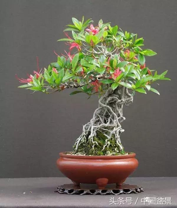 值得收藏的盆景养护常用技法