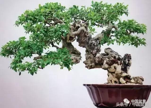 值得收藏的盆景养护常用技法