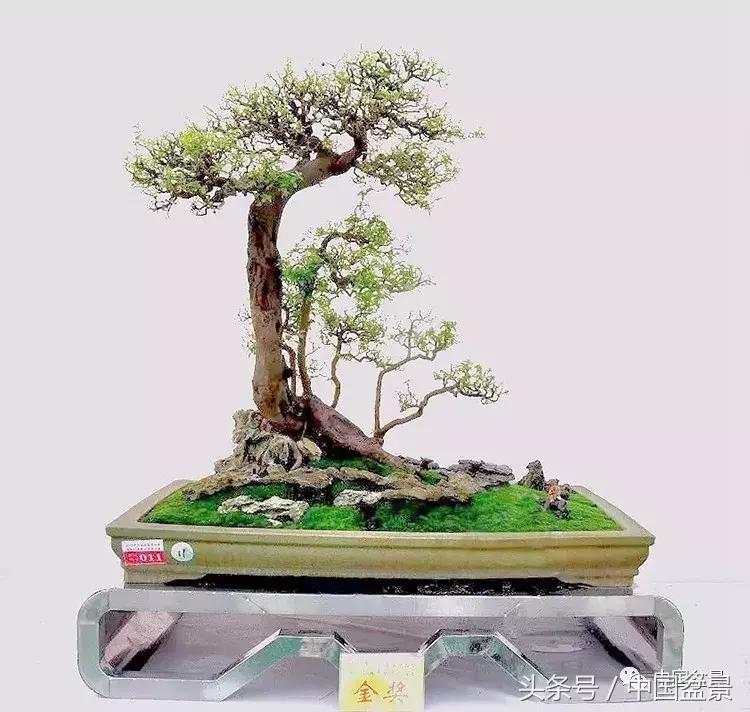 值得收藏的盆景养护常用技法