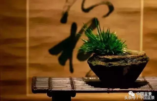 值得收藏的盆景养护常用技法