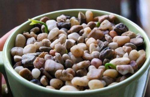 吃剩的“柚子籽”别扔，丢盆里3天发芽，长出绿油油的盆栽