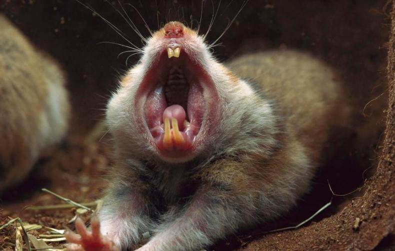 仓鼠颊囊炎怎么治疗视频,仓鼠颊囊炎的症状