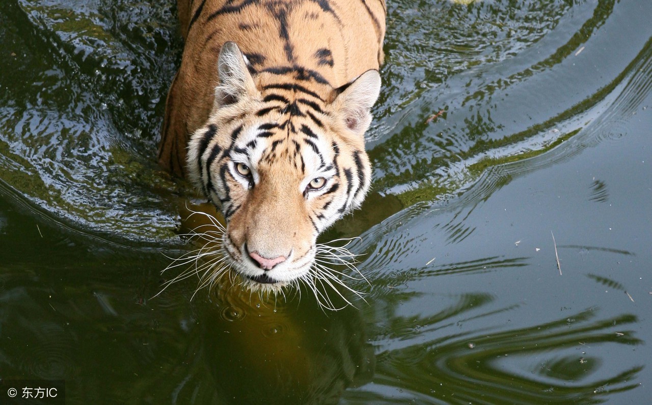 王阳明多次遇险,误入老虎穴安然无恙,和尚直呼神人